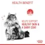 Royal Canin Cat Hair and Skin Care Jelly Adult Wet Food Pouch 85g^^^